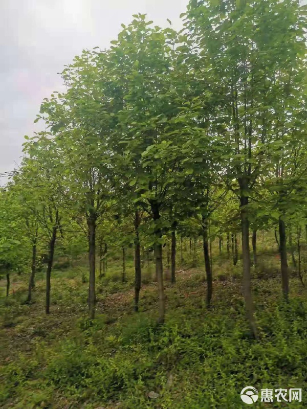 白玉蘭苗木市場價格解析與園林綠化工程應用指南